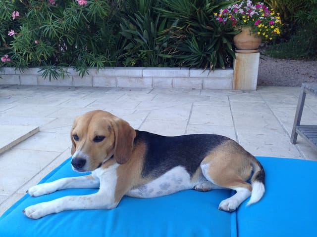 Chien perdu à Capbreton !