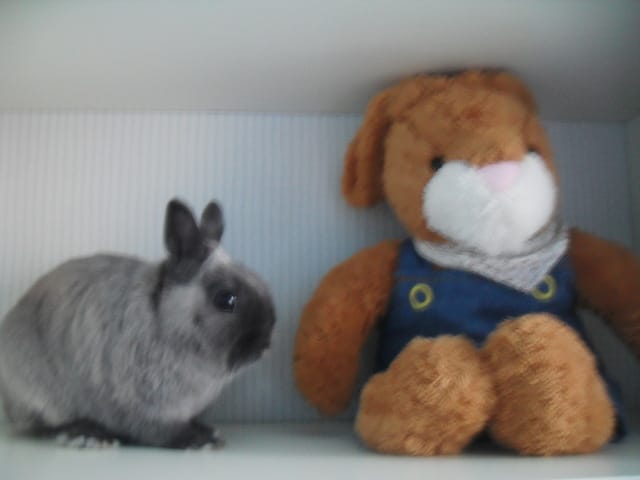 Mon lapin mange tous !!!
