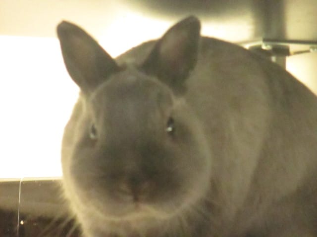 Petit concours de lapin !