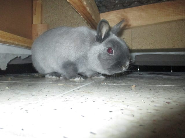 Lapin nain a donner contre bon soins !