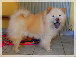 Jeux croisement de chien !