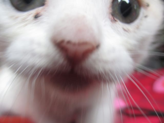 Voici mon nouveau chaton, Sushi !