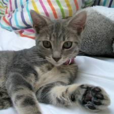Purina