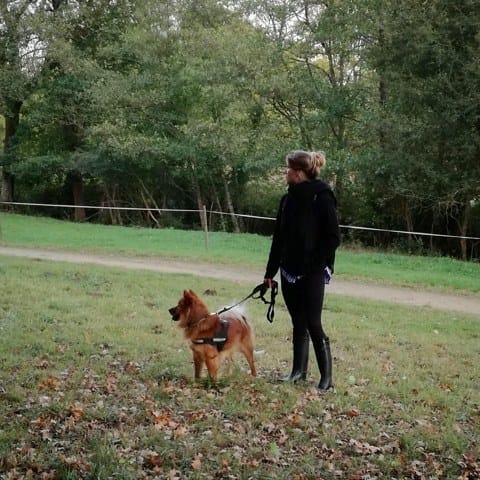 Recherche de la race de mon chien .