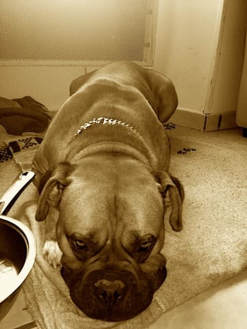 Démangeaison  Dogue de bordeaux