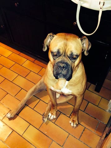 problème de peau dog de bordeaux
