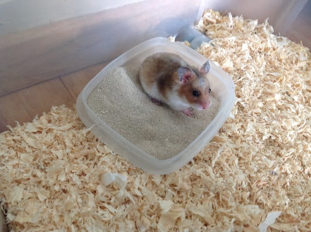 De quel race est mon hamster ?