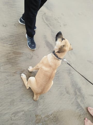 mon chien a une petite queu
