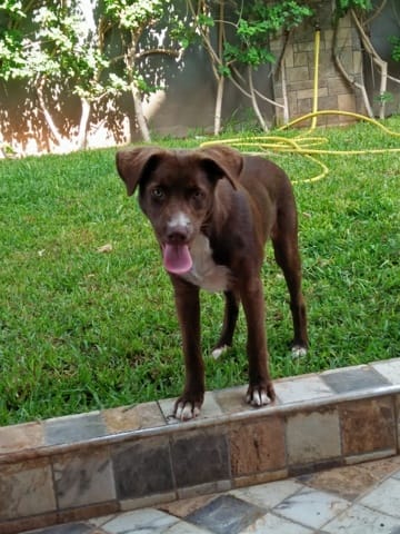 RedNose croisé  staff help
