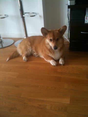 Je voudrais acheter un Am.staff Terrier, mais j'ai déjà un chien !