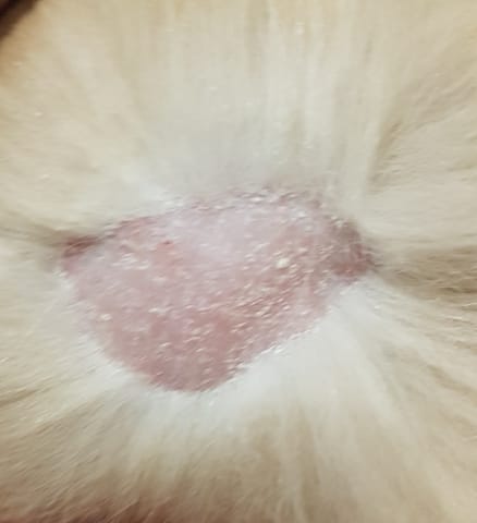 Problème de peau lapin bélier