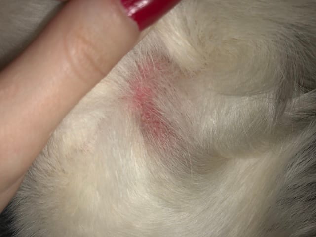 Mon chien a une grosseur