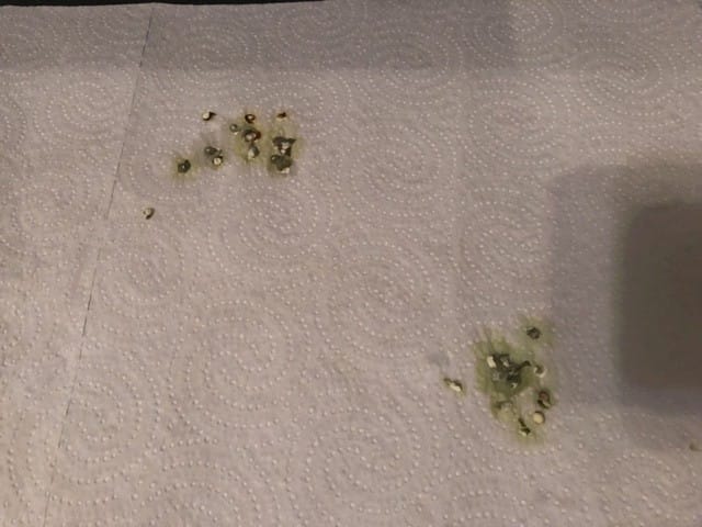 Fientes anormales (perruche ondulée)