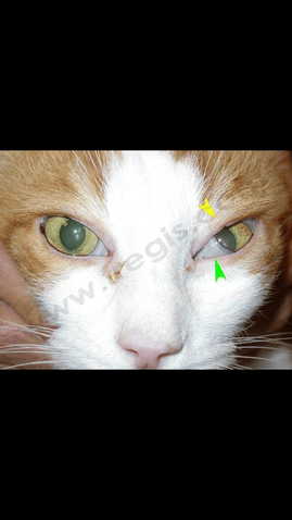 Problème à l'œil de mon chat