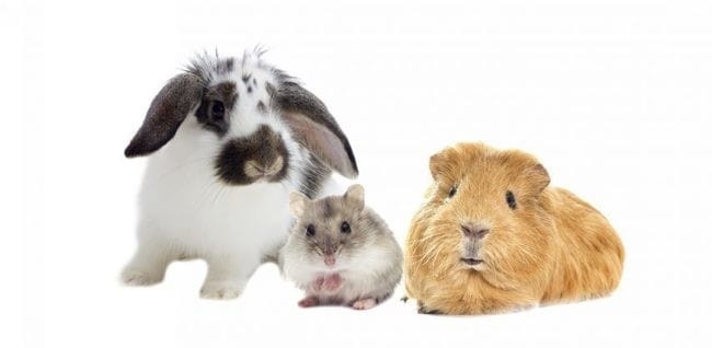 Article-conseil pour savoir quel animal choisir entre un lapin,un cochon d'Inde ou un hamster
