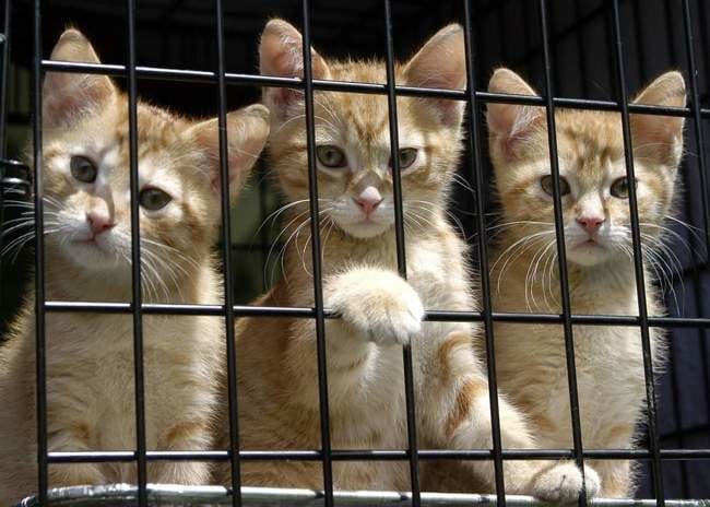 Pétition pour que les adoptions reprennent pendant le confinement