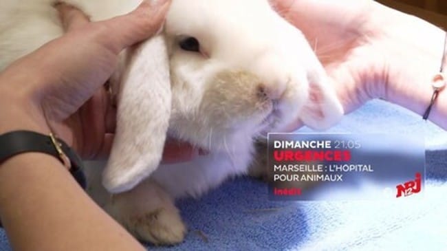 "Marseille:l'hôpital pour animaux entre la vie et la mort" ce soir sur NRJ12
