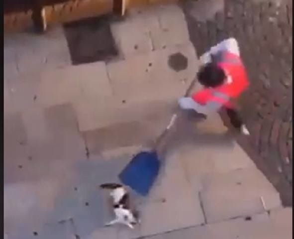 Pétition à l'encontre d'un agent qui balance un chat dans un camion-benne