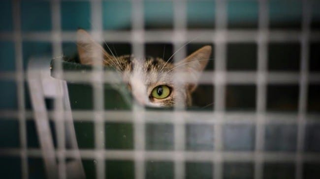 Proposition de loi en faveur des animaux