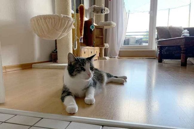 "Le monde secret des chats" sur Arte