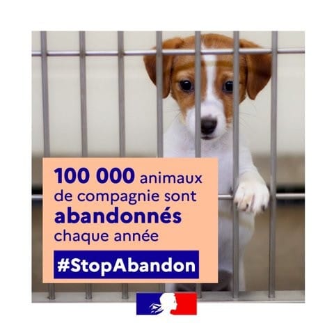 Plan d'action du gouvernement en faveur des animaux