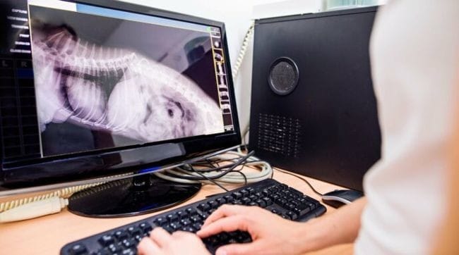 Sujet consacré aux urgences vétérinaires dans le magazine "Au coeur de..."