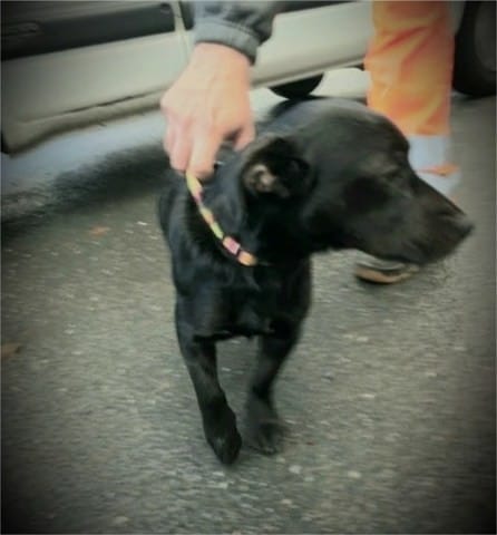 Appel à l'aide pour retrouver un chien,volé!