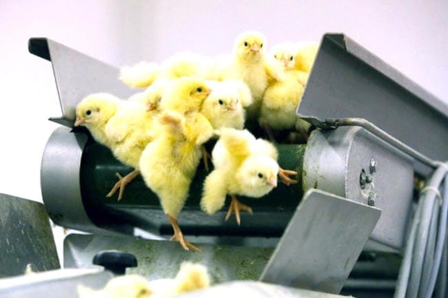 Fini le broyage des poussins et la castration à vif des porcelets!