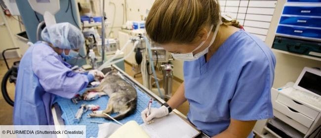 Numéro de "Urgences" consacré à l'hôpital vétérinaire de Marseille