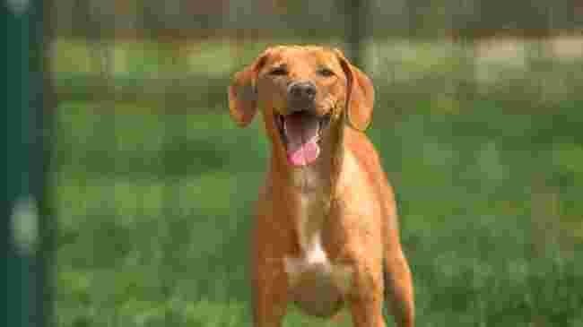 Nouvelle saison de "Animaux à adopter:nouvelle famille pour une nouvelle vie"