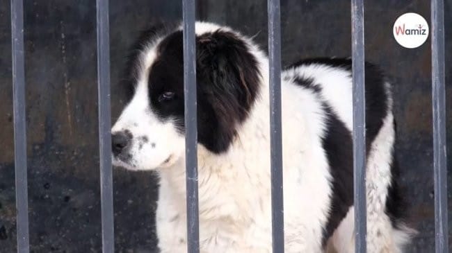 Petite révolution dans la protection animale