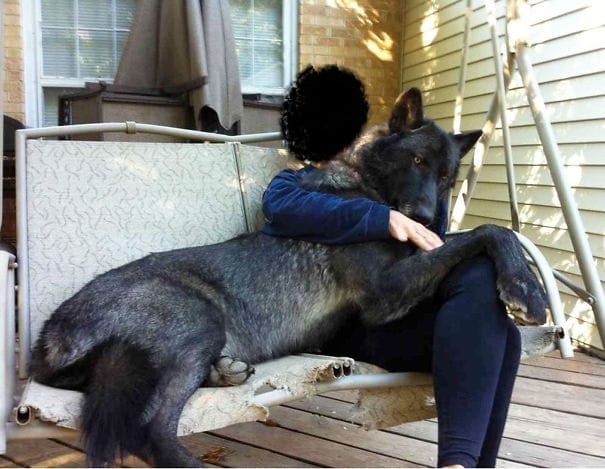 Quel est la race de ce chien?