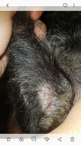 Plaie chien suinte , que puis je mettre ?