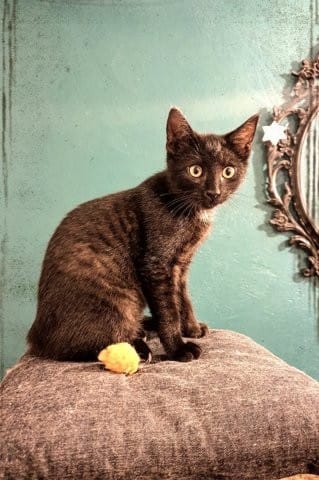 Problème chaton sauvage et chaton adopté