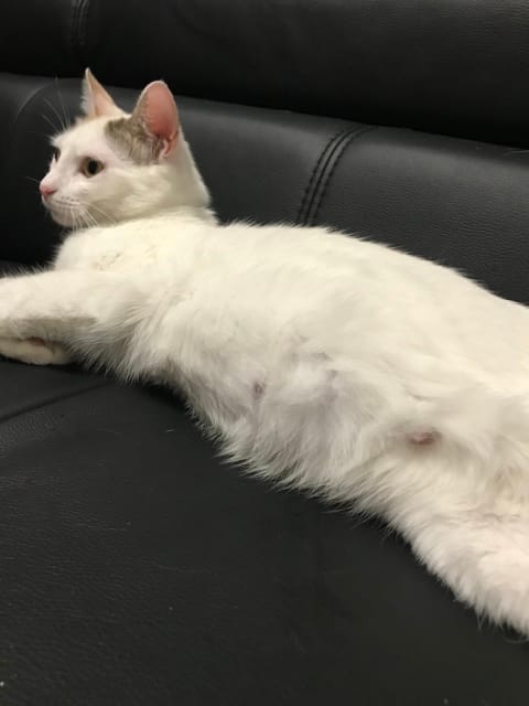 Chatte gestante et nouvelle arrivant ...