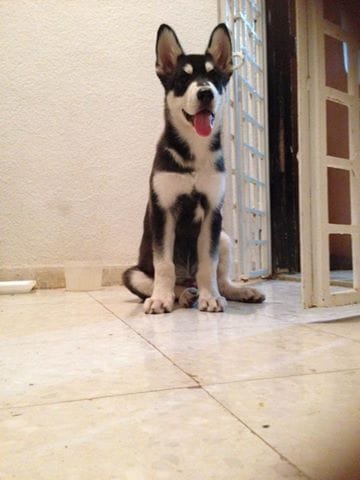 De quel race est mon chien
