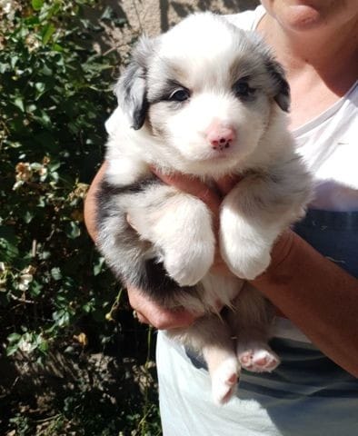 Avis sur un chiot berger australien ?