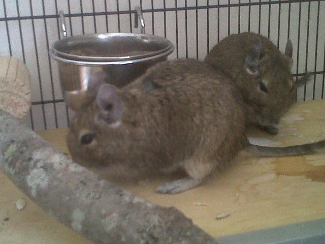 Quelqu'un s'y connait-il en octodons ?