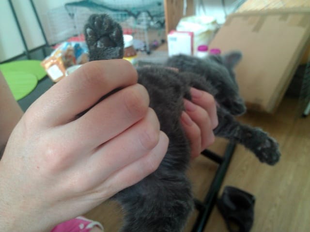 Chaton abandonné malade?