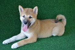 Socialiser son chiot