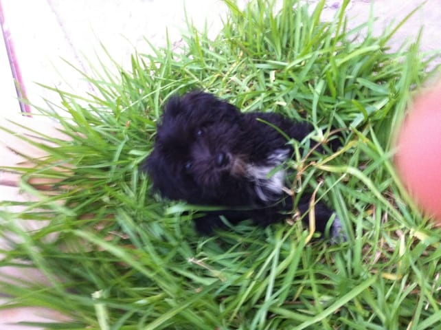 je ne connais pas la race de mon chien