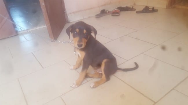 Aidez moi à déterminer la race de mon chiot