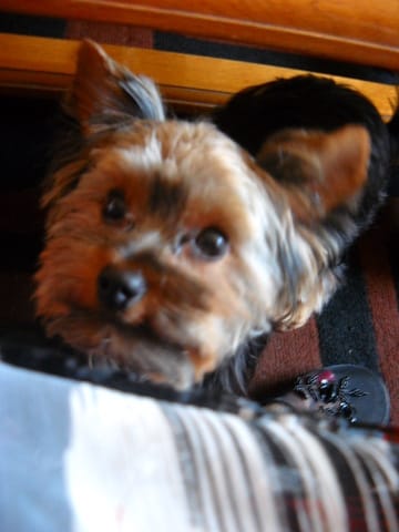 Cherche femelle York pour reproduction