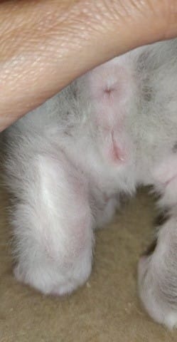 Quel est le sexe de ce chaton ?