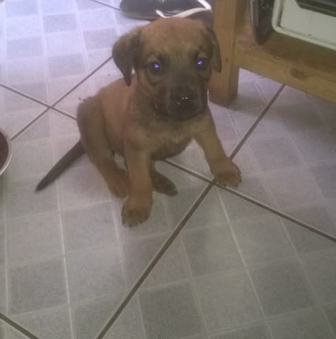 je ne sais pas la race de mon chien