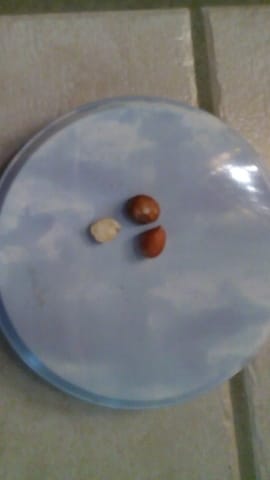 Graine d'arachide pour hamster