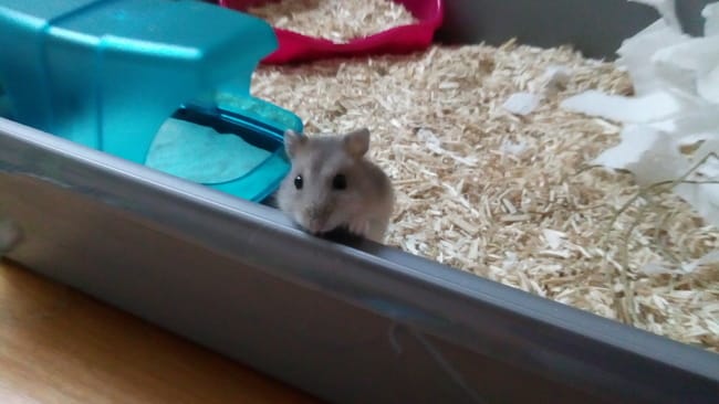 Voici mon nouveau petit loulou :-) 