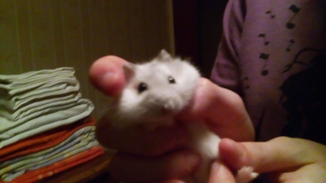 bouton blanc 
