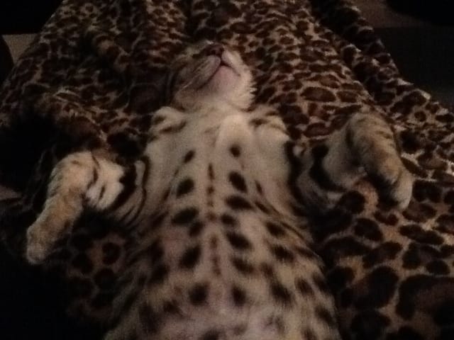 Décourgagée de ma bengal de 7 mois besoin de conseils svp