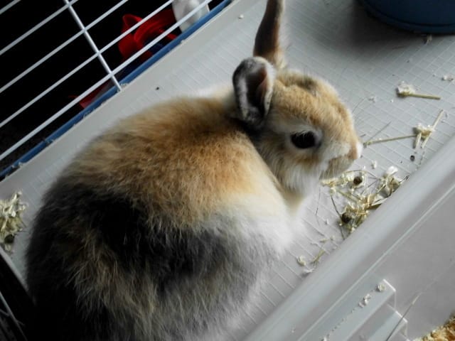 Race de lapin